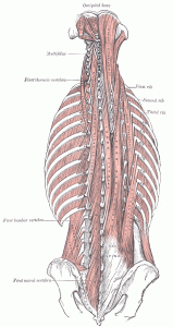 deep back muscles